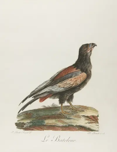 Le bateleur av François Levaillant