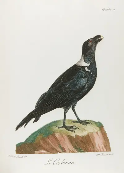 Le corbivan av François Levaillant