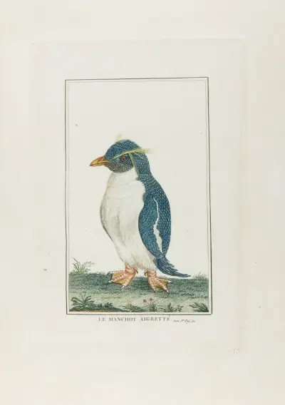 Le manchot aigrette av François Levaillant