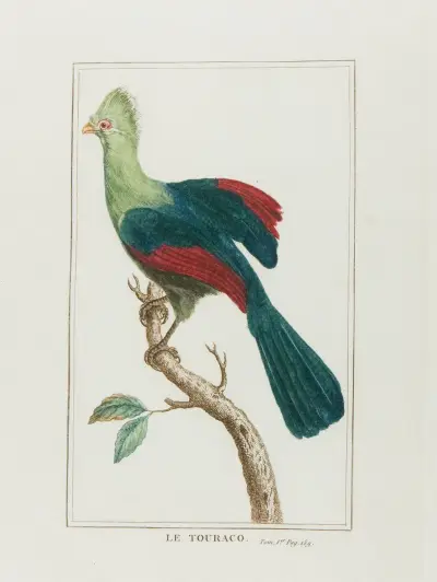 Turacon av François Levaillant