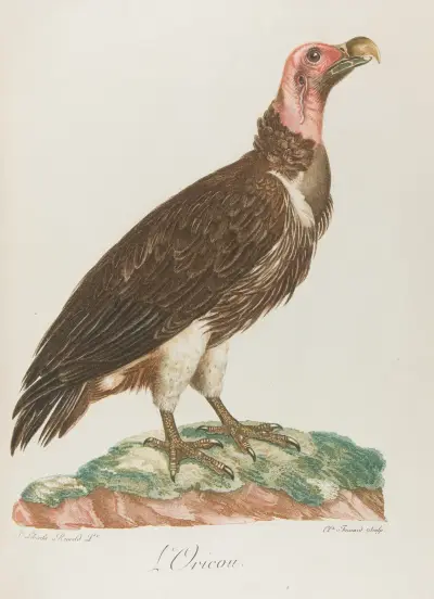 L’Oricou av François Levaillant