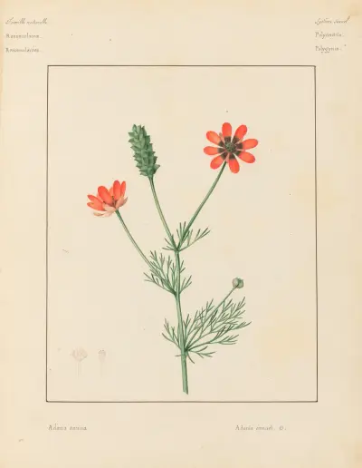 Plantes des environs de Paris Pl.001 av Pierre Jean François Turpin