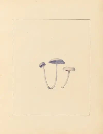Plantes des environs de Paris Pl.003 av Pierre Jean François Turpin