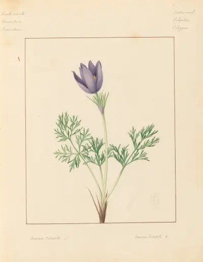 Plantes des environs de Paris Pl.009 av Pierre Jean François Turpin