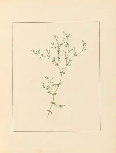 Plantes des environs de Paris Pl.010 av Pierre Jean François Turpin