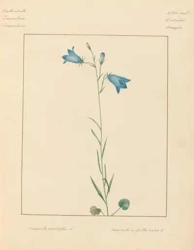 Plantes des environs de Paris Pl.013 av Pierre Jean François Turpin
