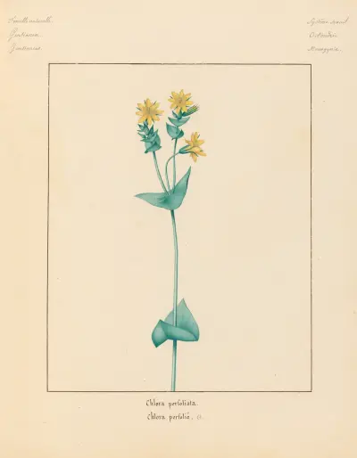 Plantes des environs de Paris Pl.017 av Pierre Jean François Turpin