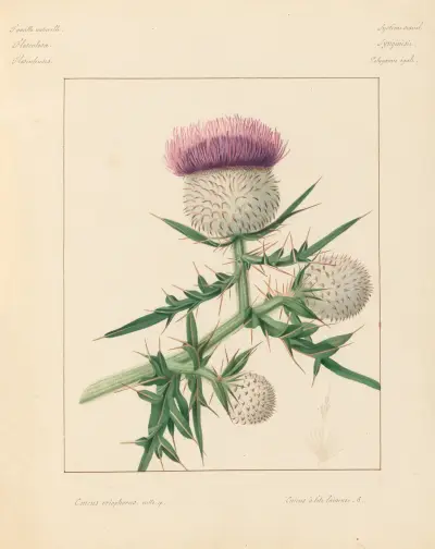 Plantes des environs de Paris Pl.020 av Pierre Jean François Turpin