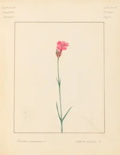 Plantes des environs de Paris Pl.022 av Pierre Jean François Turpin
