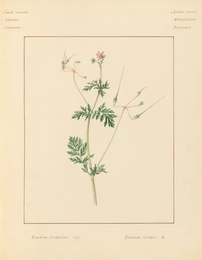 Plantes des environs de Paris Pl.029 av Pierre Jean François Turpin