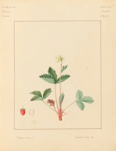 Plantes des environs de Paris Pl.031 av Pierre Jean François Turpin