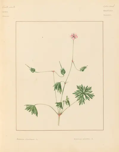Plantes des environs de Paris Pl.032 av Pierre Jean François Turpin