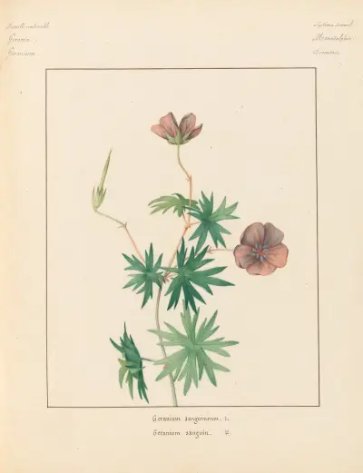 Plantes des environs de Paris Pl.033 av Pierre Jean François Turpin