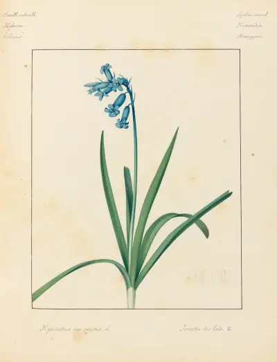 Plantes des environs de Paris Pl.036 av Pierre Jean François Turpin