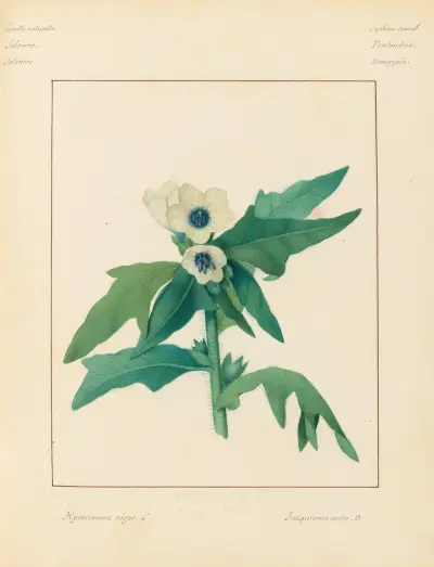 Plantes des environs de Paris Pl.037 av Pierre Jean François Turpin