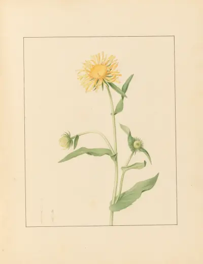 Plantes des environs de Paris Pl.039 av Pierre Jean François Turpin