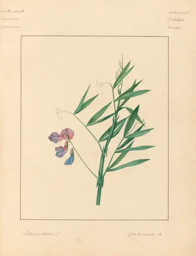 Plantes des environs de Paris Pl.043 av Pierre Jean François Turpin