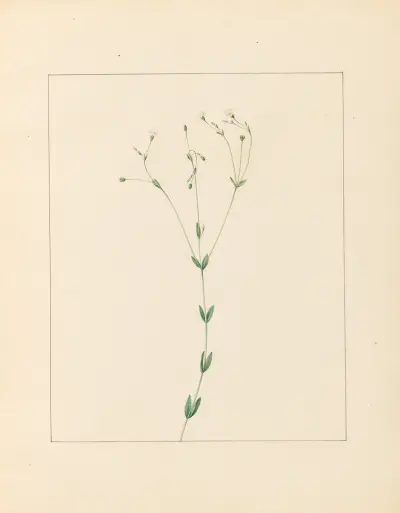 Plantes des environs de Paris Pl.045 av Pierre Jean François Turpin