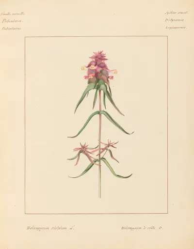 Plantes des environs de Paris Pl.047 av Pierre Jean François Turpin
