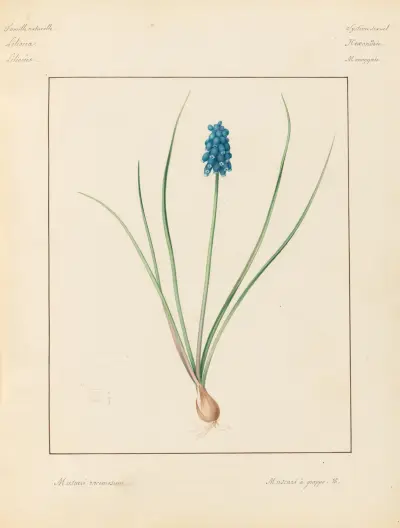 Plantes des environs de Paris Pl.048 av Pierre Jean François Turpin