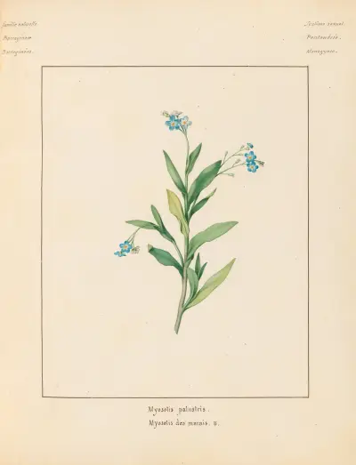 Plantes des environs de Paris Pl.049 av Pierre Jean François Turpin