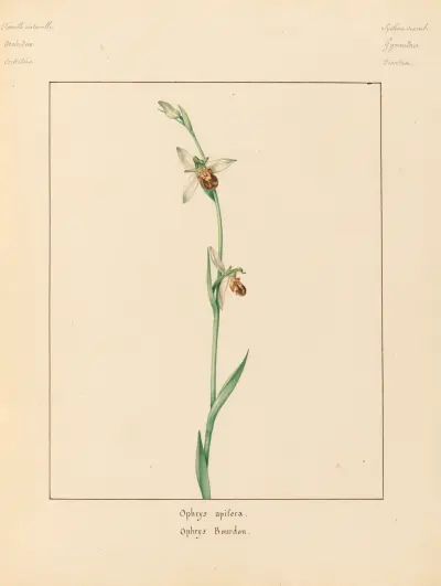 Plantes des environs de Paris Pl.054 av Pierre Jean François Turpin