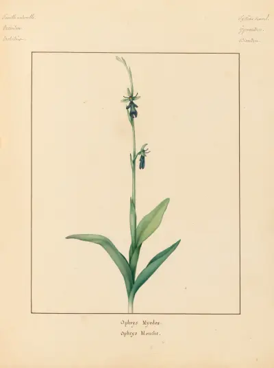 Plantes des environs de Paris Pl.056 av Pierre Jean François Turpin