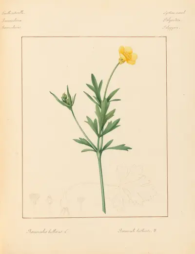 Plantes des environs de Paris Pl.078 av Pierre Jean François Turpin