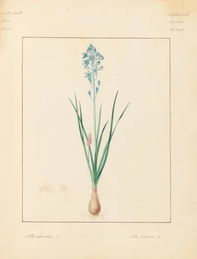 Plantes des environs de Paris Pl.086 av Pierre Jean François Turpin