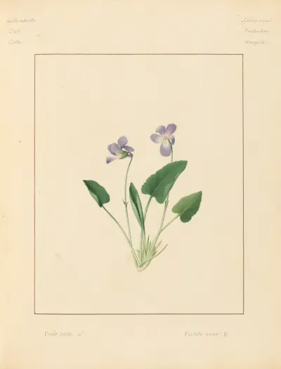 Plantes des environs de Paris Pl.100 av Pierre Jean François Turpin