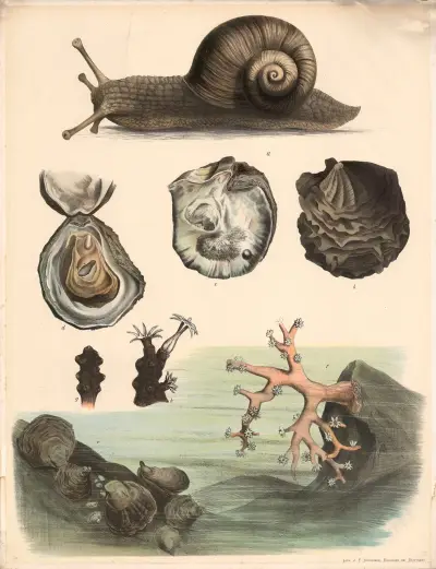 A. Weinbergschnecke (Helix pomatia). b. Echte Perlmuschel (Meleagrina margaritifera). Aussenseite. c. Innenseite derselben. d. Auster (Ostrea edulis) geöffnet. e. Rote Edelkoralle (Corallinm rubrun). f. Edelkoralle mit geschlossenen Warzen nach dem Zurücktreten der Polypen. g. Teil eines Stockes der Edelkoralle mit einem ganz und zwei teilweise entfalteten Tieren von Aussen, e. Desselbe im Durchschnitt. Kohlweissling (Pieris brassicae) stark vergrössert. f. Schmetterling, g. Raupe, h. Pupppe. av Franz Engleder