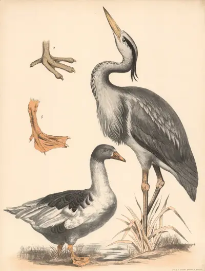 Fischreiher (Ardea cinerea) Gans (Anser) a) Watfuss und b) Schwimmfuss vergrssert av Franz Engleder