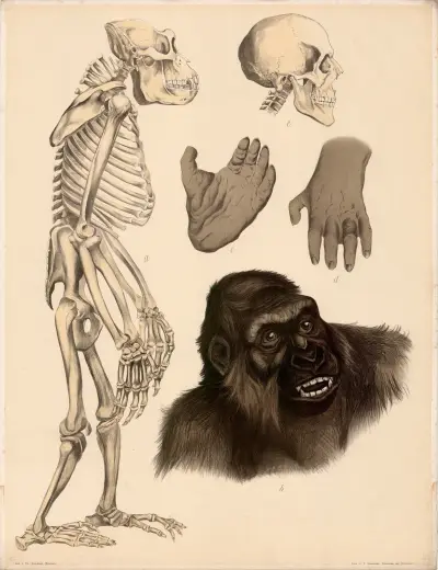 Gorilla (Troglodytes Gorilla), a Skelett, b Kopfstück in natürl Grösse, c Hinterhand, d Vorderhand, e Schä av Franz Engleder