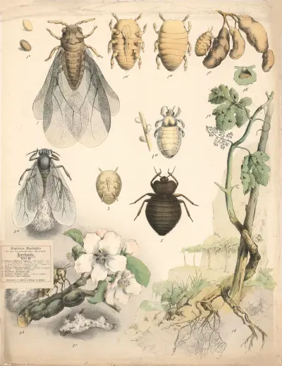 Head lice, pubic lice, etc. av Franz Engleder