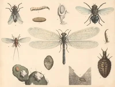 Housefly, blowfly, antlion, cochineal av Franz Engleder