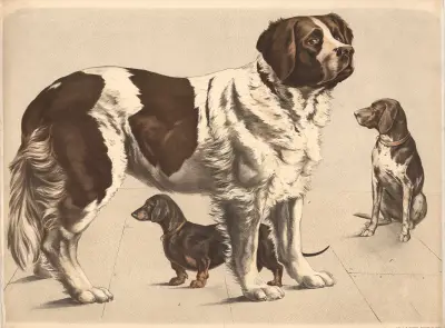 Hund (Canis familiaris) ) Bernhardiner ) Dachshund ) Hühnerhund av Franz Engleder