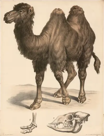 Kamel (Camelus bactrianus) a Schädel, b Fussskelett. av Franz Engleder