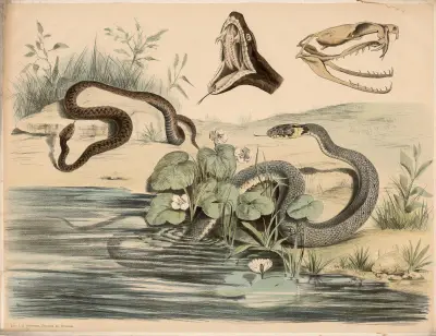 Kreuzotter, (Pelias berus) Ringelnatter, (Tropidonotus natrix) Schädel und geöffneter Rachen der ersteren verg av Franz Engleder