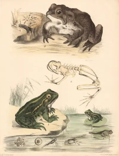 Kröte (Bufo cinereus) b Frosch (Rana esculenta.) c Skelett des Frosches av Franz Engleder