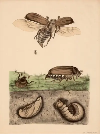 Maikäfer (Melolontha vulgaris) und seine Verwandlung av Franz Engleder