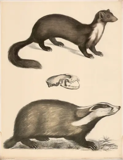 Marder (Mustelä martes) natürl Grösse Sein Schädel Dachs (Meles vulgaris) av Franz Engleder