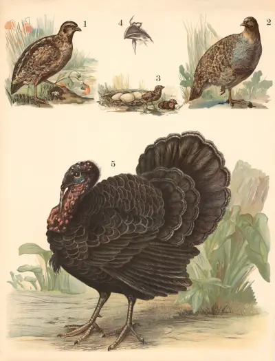 Quail, partridge, turkey av Franz Engleder