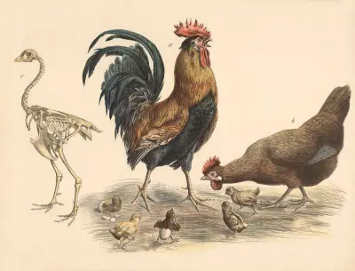 Rooster, hen av Franz Engleder