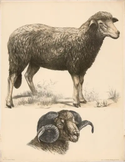 Schaf (Ovis aries) Kopf des Widders av Franz Engleder
