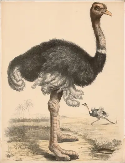Strauss (Struthio camelus) av Franz Engleder