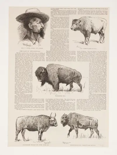 6 drawings of American buffalo and portrait of Ho.N.C.J. Jones, Garden City, Kansas av Frederic Remington