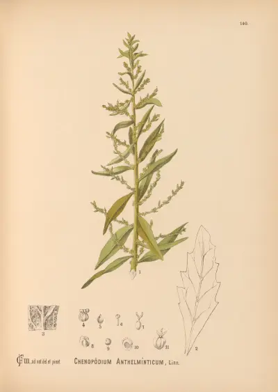 Medicinal Plants Pl.036 av Charles Frederick Millspaugh