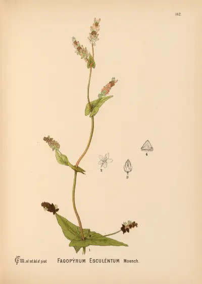 Medicinal Plants Pl.038 av Charles Frederick Millspaugh