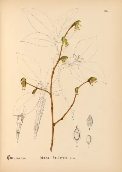 Medicinal Plants Pl.042 av Charles Frederick Millspaugh