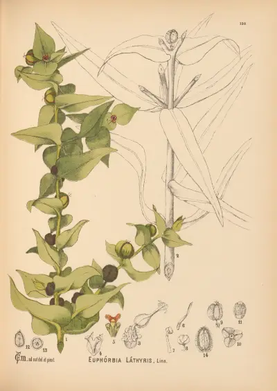 Medicinal Plants Pl.047 av Charles Frederick Millspaugh